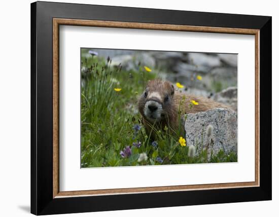 Colorado, American Basin, Yellow-Bellied Marmot Among Grasses and Wildflowers in Sub-Alpine Regions-Judith Zimmerman-Framed Photographic Print