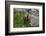 Colorado, American Basin, Yellow-Bellied Marmot Among Grasses and Wildflowers in Sub-Alpine Regions-Judith Zimmerman-Framed Photographic Print