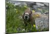 Colorado, American Basin, Yellow-Bellied Marmot Among Grasses and Wildflowers in Sub-Alpine Regions-Judith Zimmerman-Mounted Photographic Print