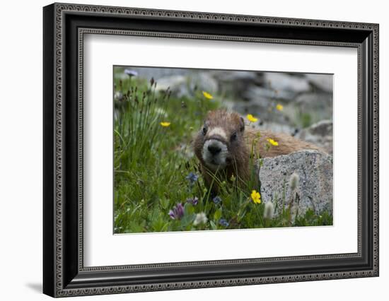 Colorado, American Basin, Yellow-Bellied Marmot Among Grasses and Wildflowers in Sub-Alpine Regions-Judith Zimmerman-Framed Photographic Print