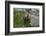 Colorado, American Basin, Yellow-Bellied Marmot Among Grasses and Wildflowers in Sub-Alpine Regions-Judith Zimmerman-Framed Photographic Print