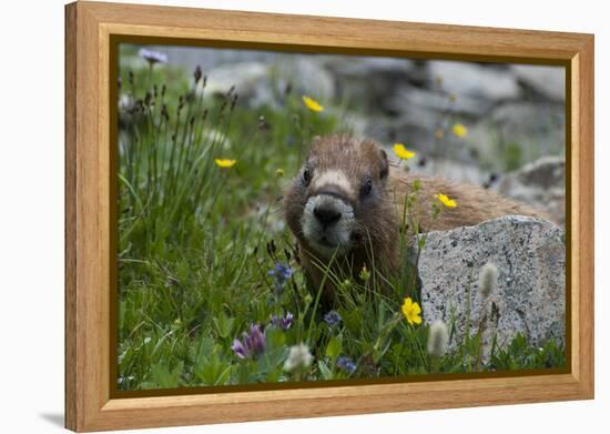 Colorado, American Basin, Yellow-Bellied Marmot Among Grasses and Wildflowers in Sub-Alpine Regions-Judith Zimmerman-Framed Premier Image Canvas