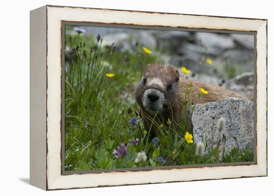 Colorado, American Basin, Yellow-Bellied Marmot Among Grasses and Wildflowers in Sub-Alpine Regions-Judith Zimmerman-Framed Premier Image Canvas