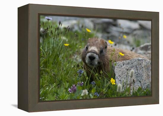 Colorado, American Basin, Yellow-Bellied Marmot Among Grasses and Wildflowers in Sub-Alpine Regions-Judith Zimmerman-Framed Premier Image Canvas