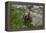 Colorado, American Basin, Yellow-Bellied Marmot Among Grasses and Wildflowers in Sub-Alpine Regions-Judith Zimmerman-Framed Premier Image Canvas