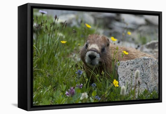 Colorado, American Basin, Yellow-Bellied Marmot Among Grasses and Wildflowers in Sub-Alpine Regions-Judith Zimmerman-Framed Premier Image Canvas