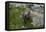 Colorado, American Basin, Yellow-Bellied Marmot Among Grasses and Wildflowers in Sub-Alpine Regions-Judith Zimmerman-Framed Premier Image Canvas