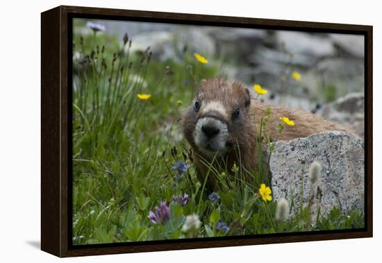 Colorado, American Basin, Yellow-Bellied Marmot Among Grasses and Wildflowers in Sub-Alpine Regions-Judith Zimmerman-Framed Premier Image Canvas