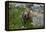 Colorado, American Basin, Yellow-Bellied Marmot Among Grasses and Wildflowers in Sub-Alpine Regions-Judith Zimmerman-Framed Premier Image Canvas