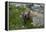 Colorado, American Basin, Yellow-Bellied Marmot Among Grasses and Wildflowers in Sub-Alpine Regions-Judith Zimmerman-Framed Premier Image Canvas