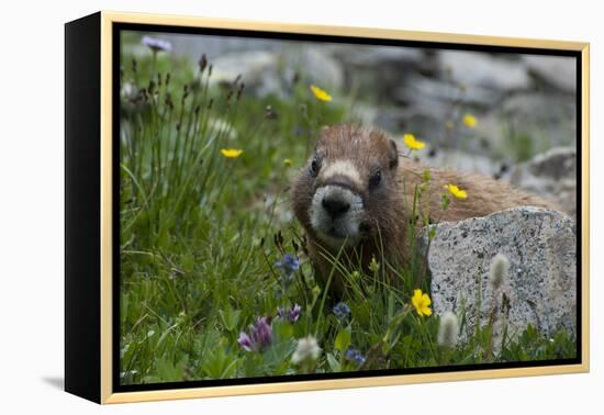 Colorado, American Basin, Yellow-Bellied Marmot Among Grasses and Wildflowers in Sub-Alpine Regions-Judith Zimmerman-Framed Premier Image Canvas