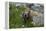 Colorado, American Basin, Yellow-Bellied Marmot Among Grasses and Wildflowers in Sub-Alpine Regions-Judith Zimmerman-Framed Premier Image Canvas