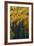 Colorado. Autumn Yellow Aspen and Fir in the Uncompahgre National Forest-Judith Zimmerman-Framed Photographic Print