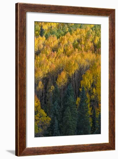 Colorado. Autumn Yellow Aspen and Fir in the Uncompahgre National Forest-Judith Zimmerman-Framed Photographic Print