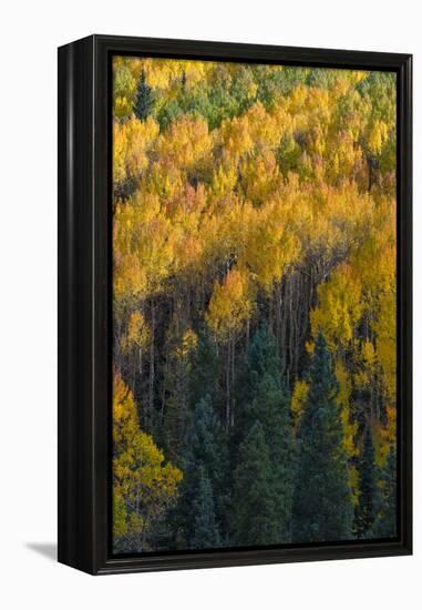 Colorado. Autumn Yellow Aspen and Fir in the Uncompahgre National Forest-Judith Zimmerman-Framed Premier Image Canvas