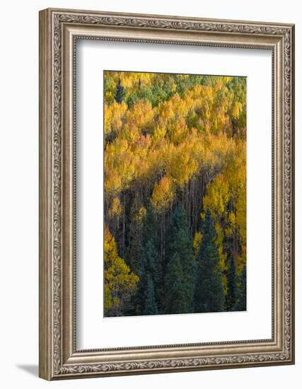 Colorado. Autumn Yellow Aspen and Fir in the Uncompahgre National Forest-Judith Zimmerman-Framed Photographic Print