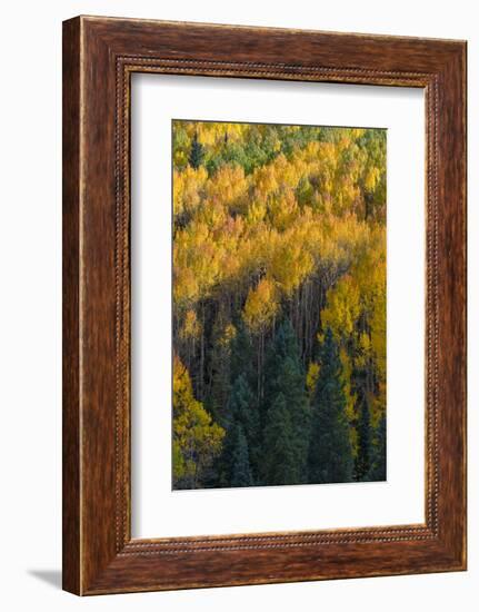 Colorado. Autumn Yellow Aspen and Fir in the Uncompahgre National Forest-Judith Zimmerman-Framed Photographic Print