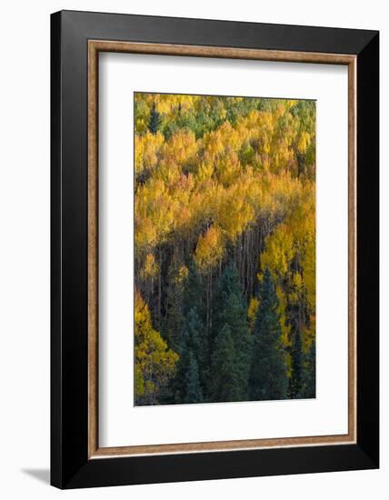 Colorado. Autumn Yellow Aspen and Fir in the Uncompahgre National Forest-Judith Zimmerman-Framed Photographic Print