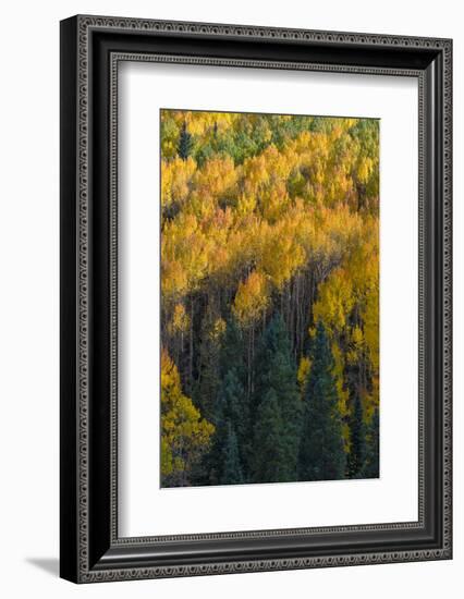 Colorado. Autumn Yellow Aspen and Fir in the Uncompahgre National Forest-Judith Zimmerman-Framed Photographic Print