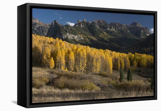 Colorado. Autumn Yellow Aspen and Fir Trees Near Owl Creek Pass, Uncompahgre National Forest-Judith Zimmerman-Framed Premier Image Canvas