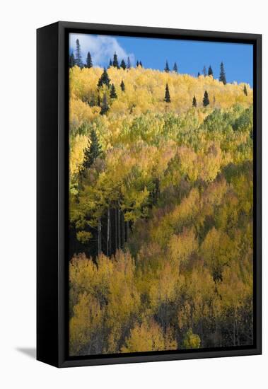 Colorado. Autumn Yellow Aspen and Fir Trees, Uncompahgre National Forest-Judith Zimmerman-Framed Premier Image Canvas