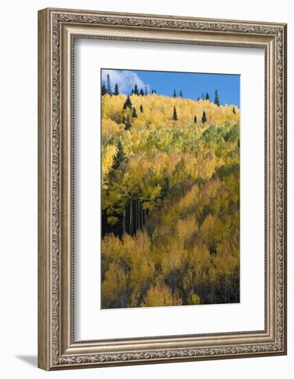 Colorado. Autumn Yellow Aspen and Fir Trees, Uncompahgre National Forest-Judith Zimmerman-Framed Photographic Print