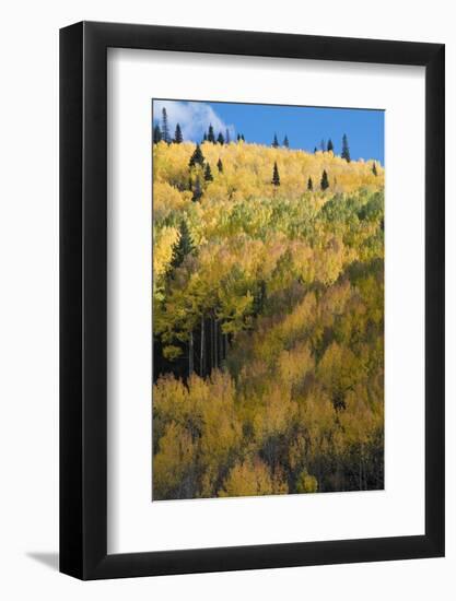 Colorado. Autumn Yellow Aspen and Fir Trees, Uncompahgre National Forest-Judith Zimmerman-Framed Photographic Print