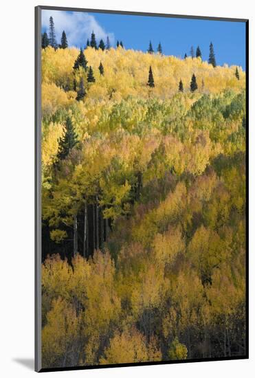 Colorado. Autumn Yellow Aspen and Fir Trees, Uncompahgre National Forest-Judith Zimmerman-Mounted Photographic Print
