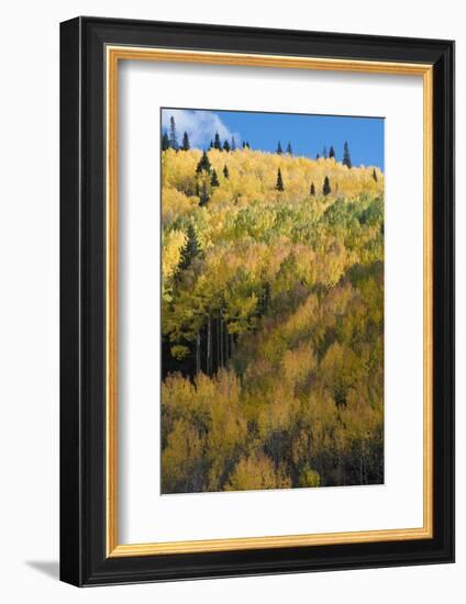 Colorado. Autumn Yellow Aspen and Fir Trees, Uncompahgre National Forest-Judith Zimmerman-Framed Photographic Print