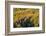 Colorado. Autumn Yellow Aspen, Fir Trees, Uncompahgre National Forest-Judith Zimmerman-Framed Photographic Print