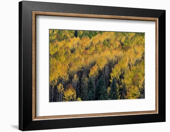 Colorado. Autumn Yellow Aspen, Fir Trees, Uncompahgre National Forest-Judith Zimmerman-Framed Photographic Print