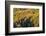 Colorado. Autumn Yellow Aspen, Fir Trees, Uncompahgre National Forest-Judith Zimmerman-Framed Photographic Print