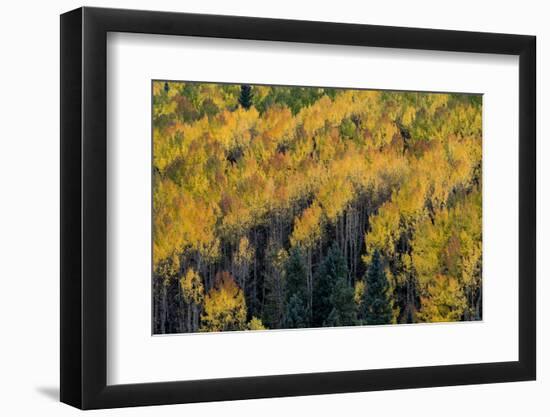 Colorado. Autumn Yellow Aspen, Fir Trees, Uncompahgre National Forest-Judith Zimmerman-Framed Photographic Print