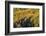 Colorado. Autumn Yellow Aspen, Fir Trees, Uncompahgre National Forest-Judith Zimmerman-Framed Photographic Print