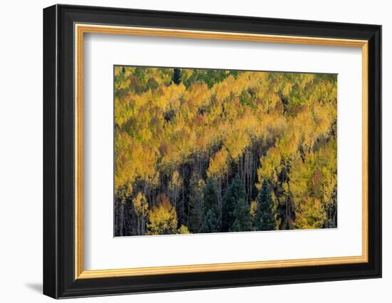 Colorado. Autumn Yellow Aspen, Fir Trees, Uncompahgre National Forest-Judith Zimmerman-Framed Photographic Print