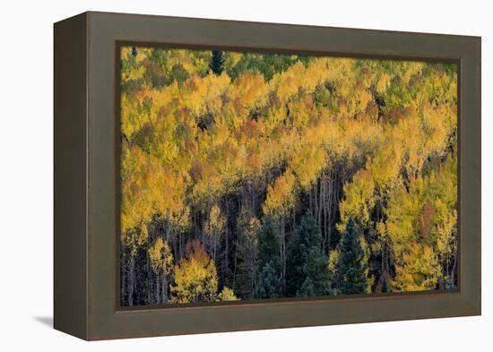 Colorado. Autumn Yellow Aspen, Fir Trees, Uncompahgre National Forest-Judith Zimmerman-Framed Premier Image Canvas