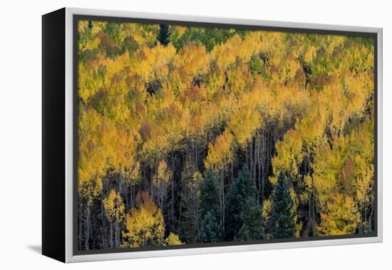 Colorado. Autumn Yellow Aspen, Fir Trees, Uncompahgre National Forest-Judith Zimmerman-Framed Premier Image Canvas