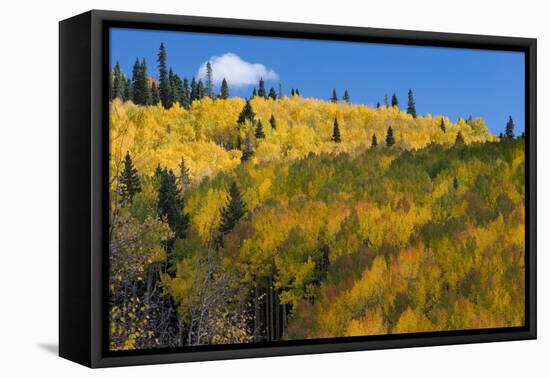 Colorado. Autumn Yellow Aspen, Mountains, and Clouds, Uncompahgre National Forest-Judith Zimmerman-Framed Premier Image Canvas