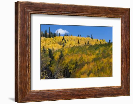 Colorado. Autumn Yellow Aspen, Mountains, and Clouds, Uncompahgre National Forest-Judith Zimmerman-Framed Photographic Print