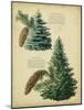 Colorado Blue Spruce &Norway Spruce-null-Mounted Art Print