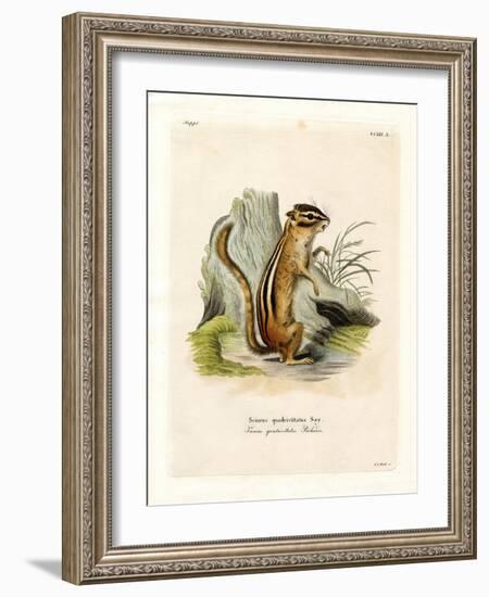 Colorado Chipmunk-null-Framed Giclee Print