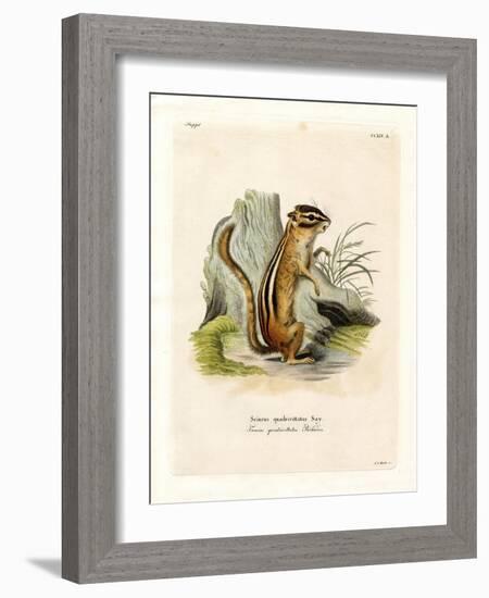 Colorado Chipmunk-null-Framed Giclee Print