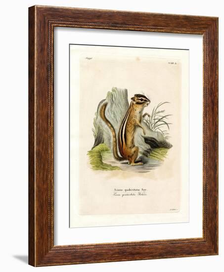 Colorado Chipmunk-null-Framed Giclee Print