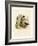 Colorado Chipmunk-null-Framed Giclee Print