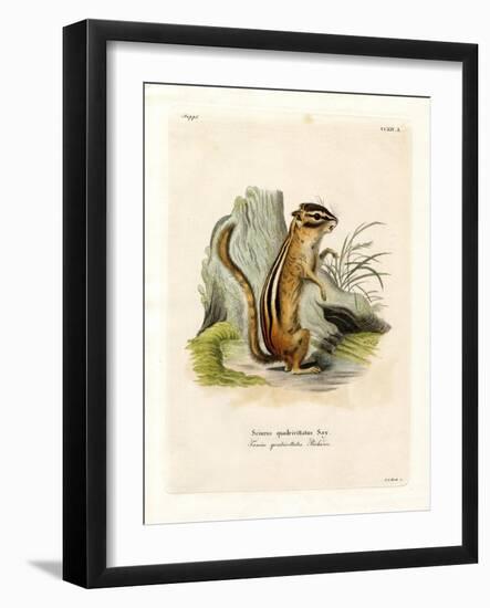 Colorado Chipmunk-null-Framed Giclee Print