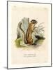 Colorado Chipmunk-null-Mounted Giclee Print