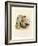 Colorado Chipmunk-null-Framed Giclee Print