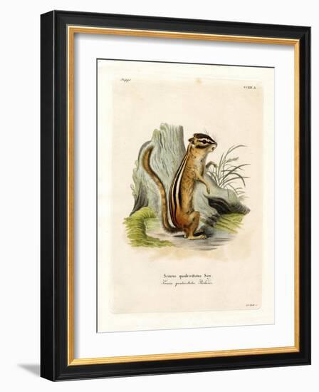 Colorado Chipmunk-null-Framed Giclee Print