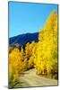 Colorado Color I-Douglas Taylor-Mounted Photographic Print