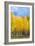 Colorado Color II-Douglas Taylor-Framed Photographic Print